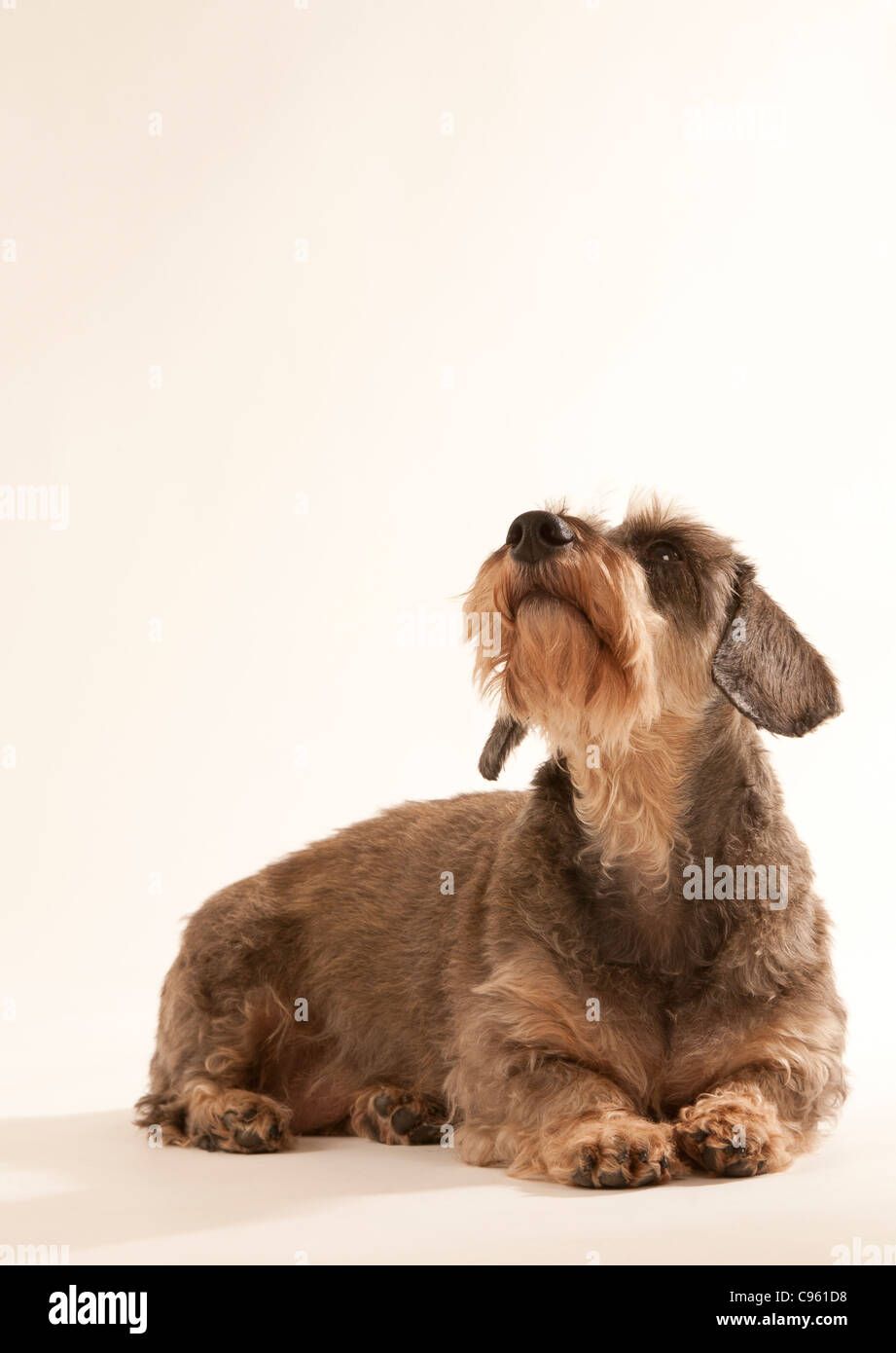 Eine Miniatur Drahthaar Dackel Hund liegend, suchen Sie.  Einen weißen Hintergrund. Ein Schnitt heraus. Stockfoto