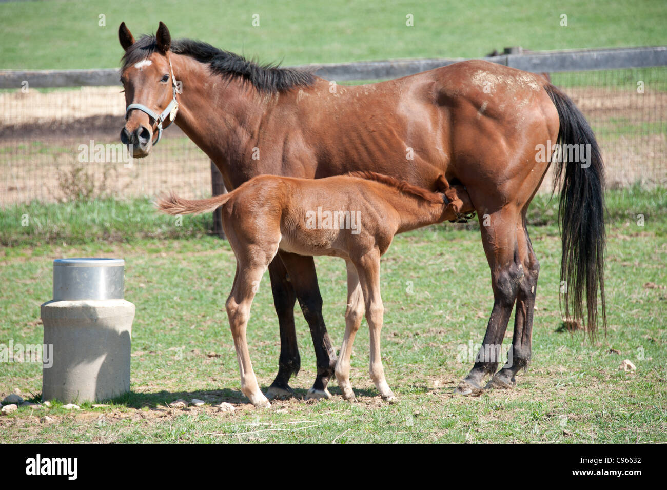 Fohlen, die stillende Mutter Pferd Stockfotografie Alamy