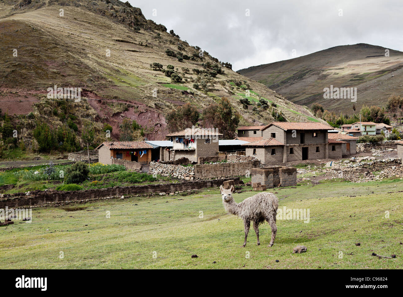 Lamas in Pampallaqta Dorf, Anden, Peru. Stockfoto