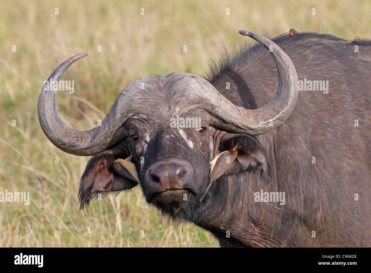 Kaffernbüffel mit rot-billed Oxpecker auf den Kopf Stockfoto