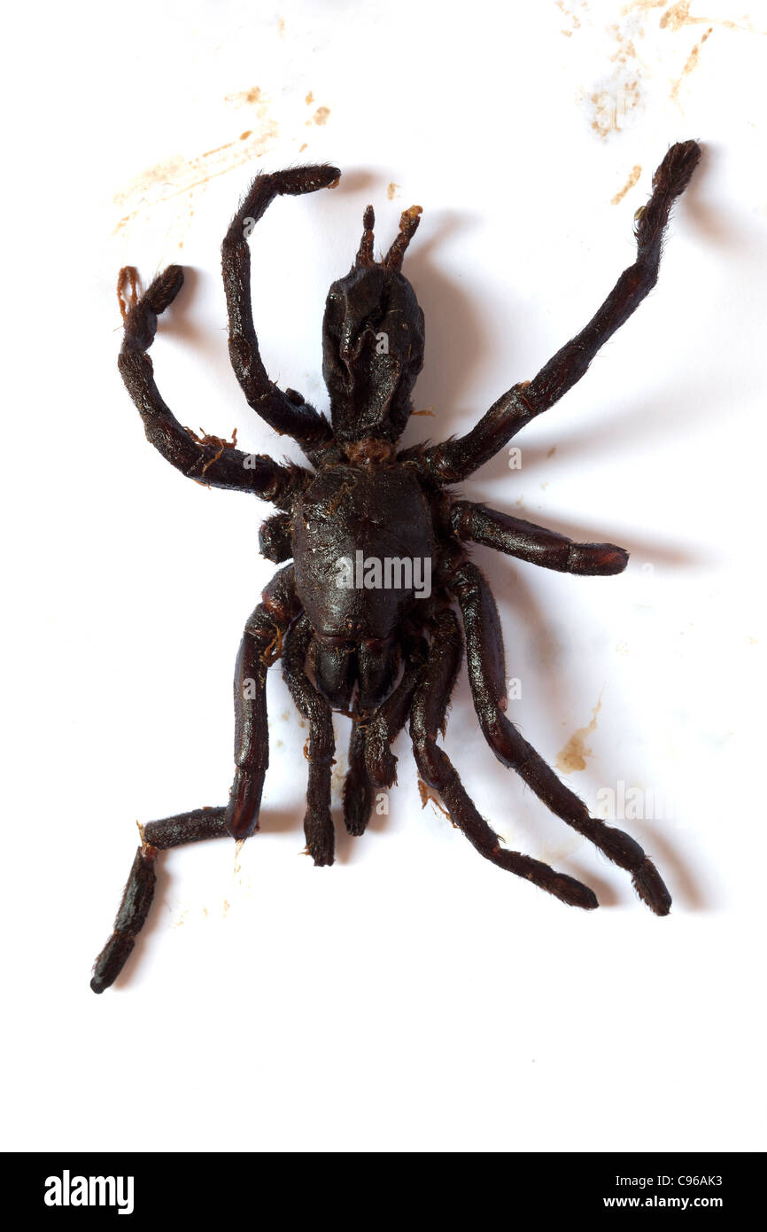 Rührfrittierte Tarantula Spider, wie sie auf dem Street Food Market in Kambodscha verkauft wird - ein Beispiel für die seltsamen oder seltsamen Speisen, die von Menschen auf der ganzen Welt gegessen werden Stockfoto