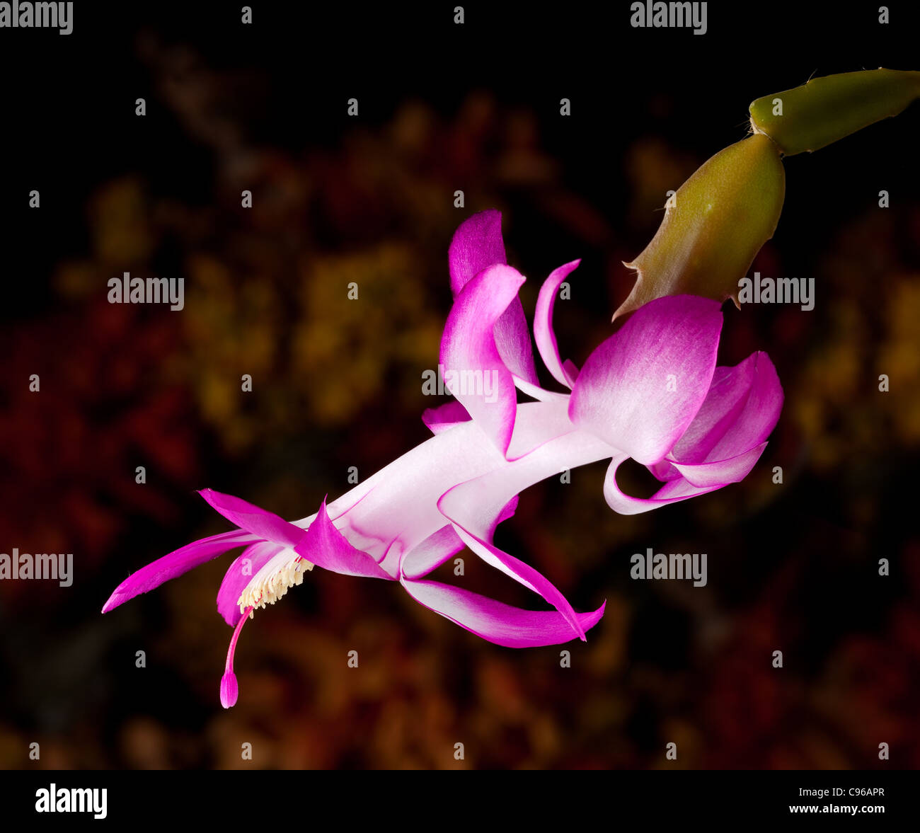 Blüte der Blume Weihnachten Kakteen in Makro Stockfoto