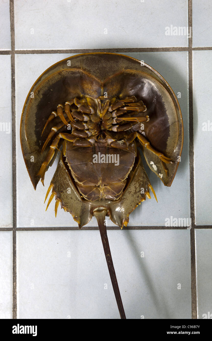 Hufeisenkrabbe in Thailand - ein Beispiel für die seltsamen oder seltsamen Speisen, die von Menschen auf der ganzen Welt gegessen werden Stockfoto