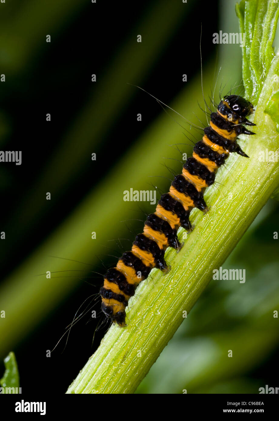 Caterpillar Cinnebar Moth (Tyria Jacobaeae) Essen gemeinsame Kreuzkraut (Jacobaea Vulgaris), ein giftiges Unkraut. Stockfoto