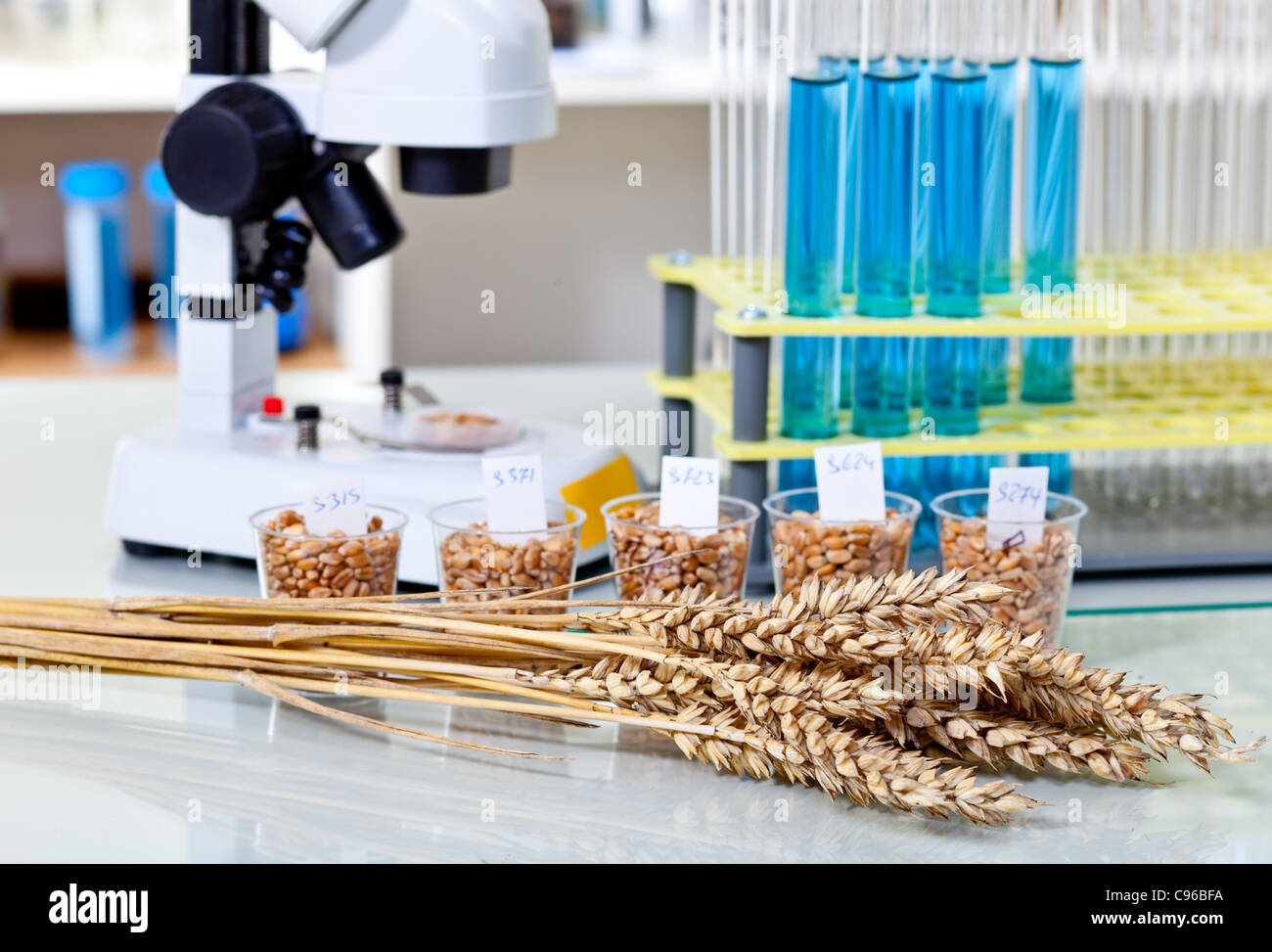 Mais-Hybrid Auswahl genetische Biotechnologie Stockfoto