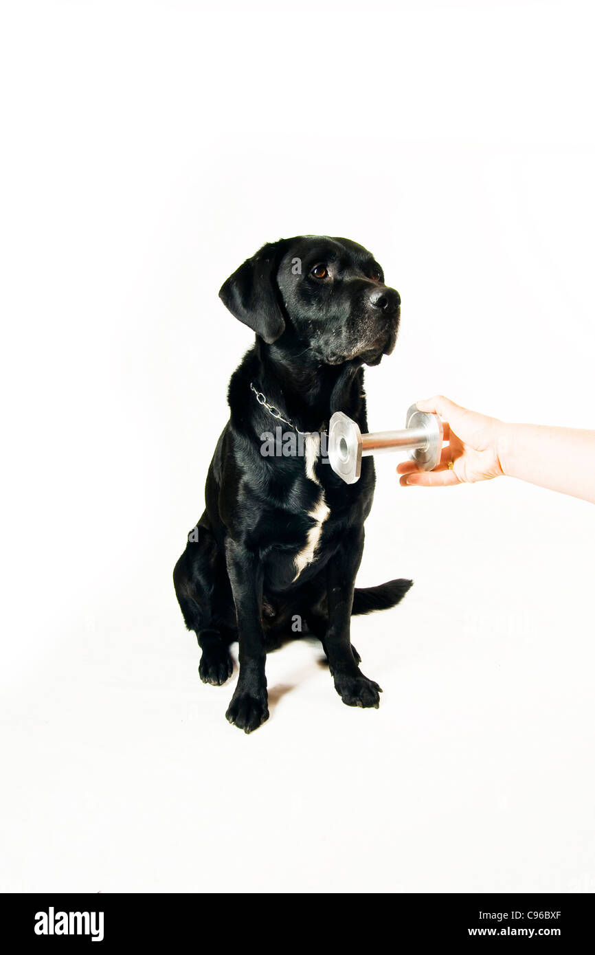Labrador Mischling zu holen Ecxercise mit Metall Fetch stick Stockfoto