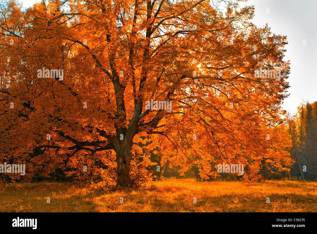 Herbstes Baum Stockfoto