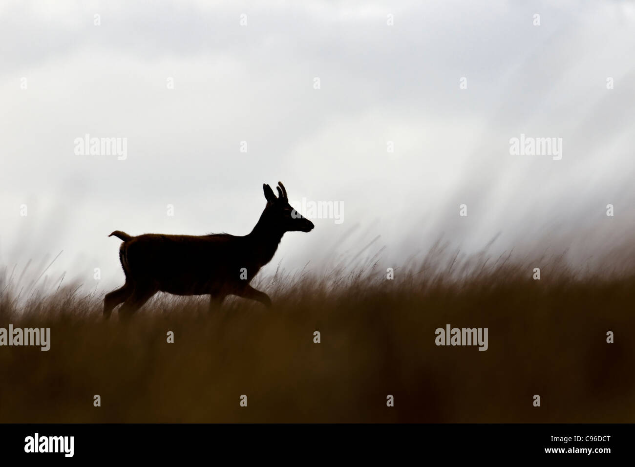 Junge männliche Rotwild zu Fuß durch Moorland Rasen im Morgengrauen Stockfoto
