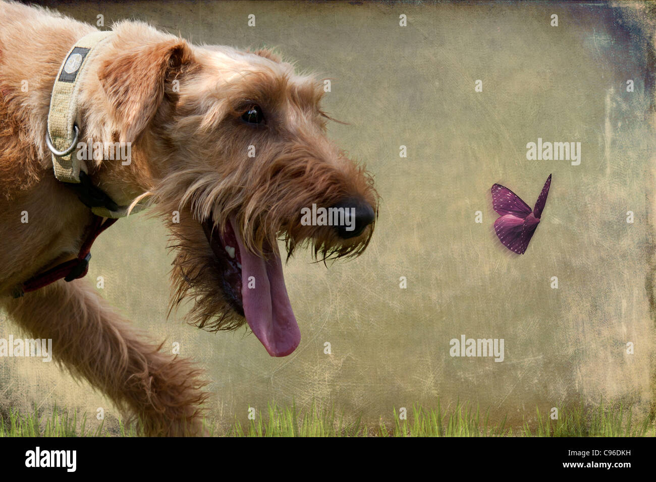 shaggy dog Stockfoto