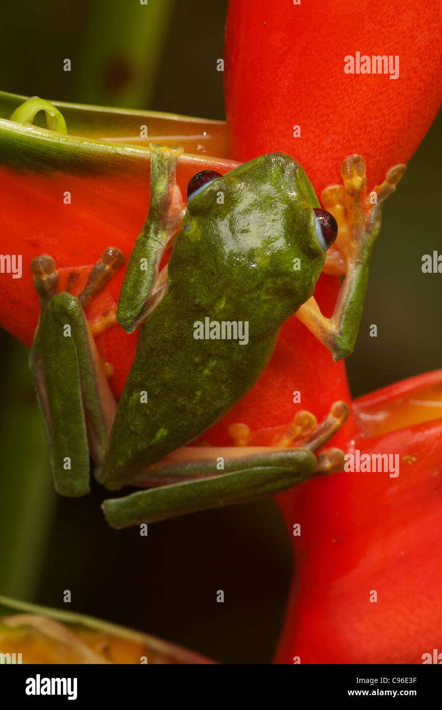 Segelfliegen Blatt Frosch-Agalychnis Spurrelli - Costa Rica - tropischer Regenwald Stockfoto