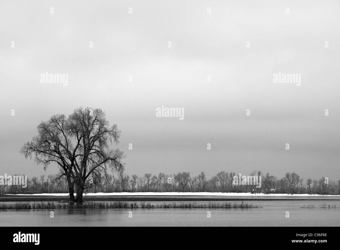 schwarze und weiße isolierten Baum Stockfoto