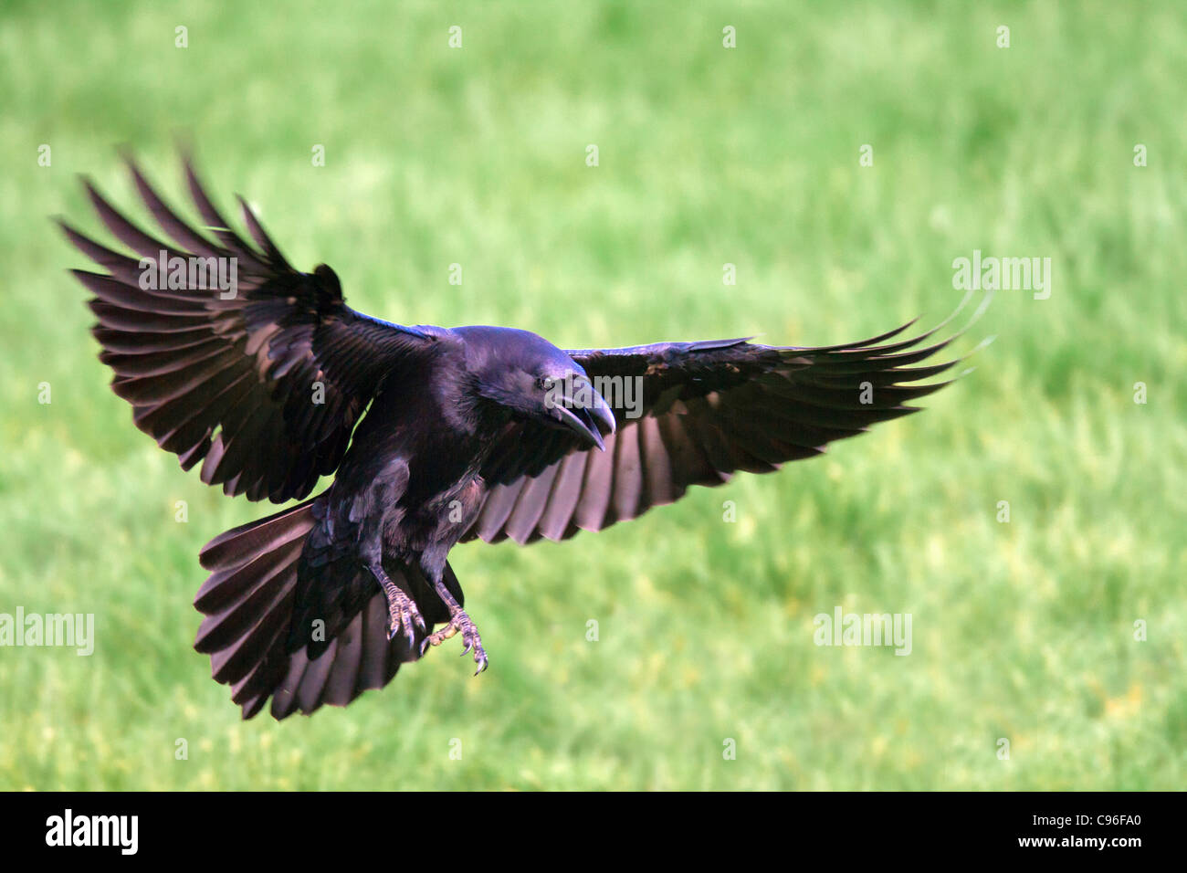 Rabe; Corvus Corax; Landung; UK Stockfoto