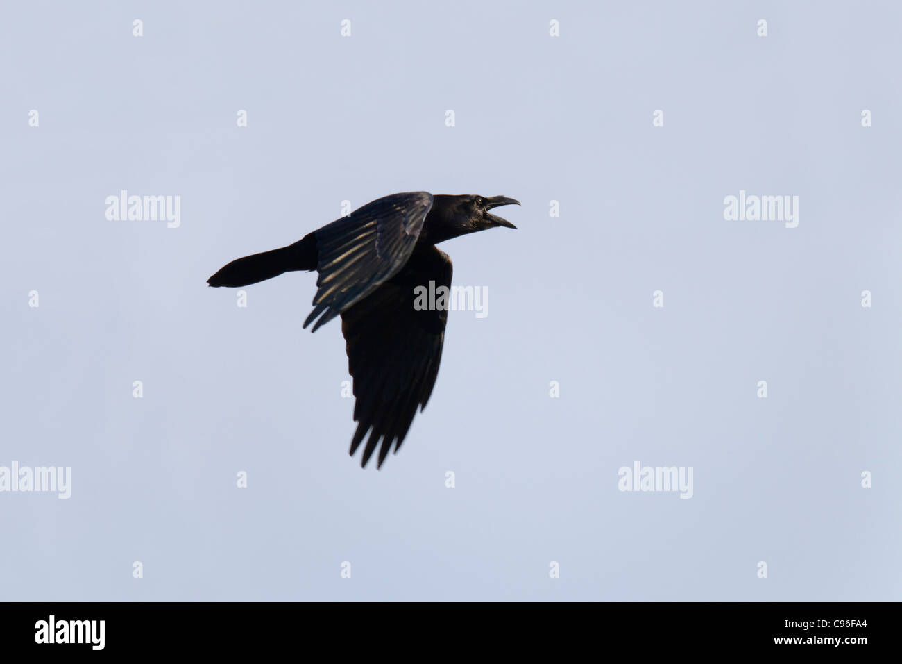 Rabe; Corvus Corax; Aufruf im Flug; UK Stockfoto