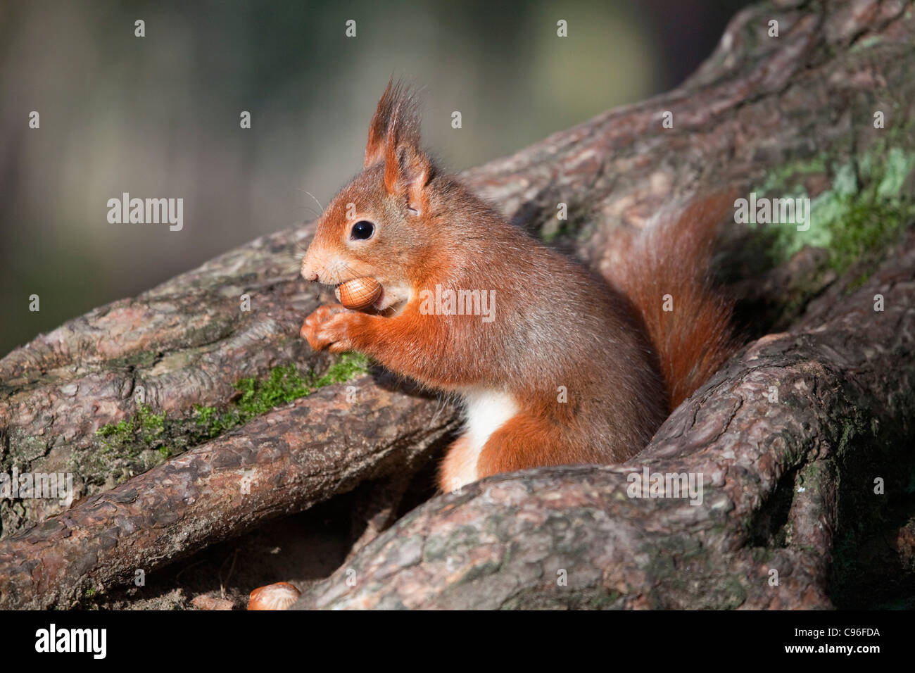 Eichhörnchen; Sciurus Vulgaris; Essen eine Hasel Nuss; UK Stockfoto