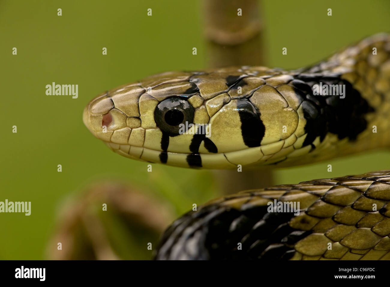 Tropischen Ratte Schlange Spilotes Pullatus Costa Rica Tropischer Regenwald Stockfotografie Alamy