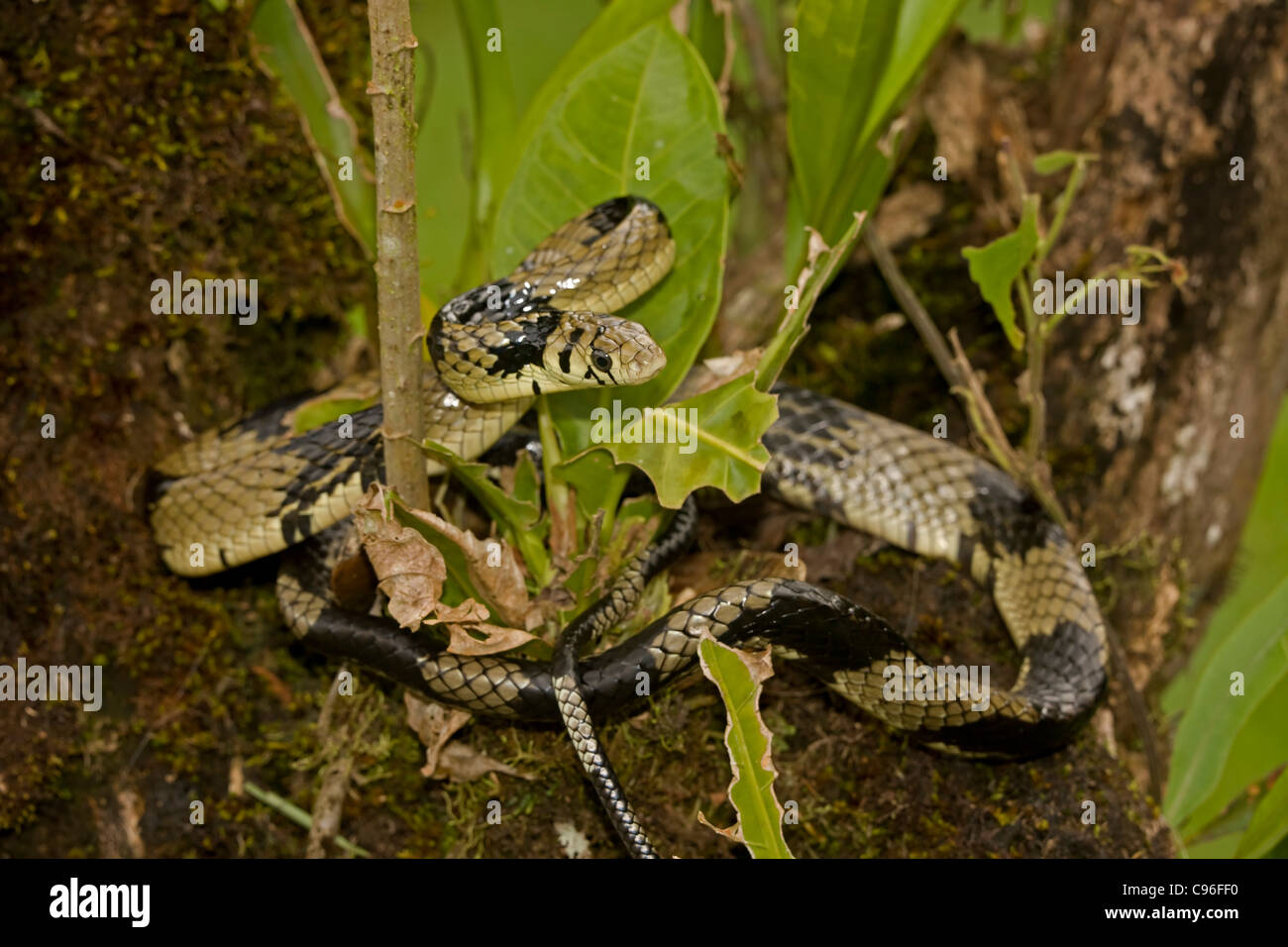 Tropischen Ratte Schlange Spilotes Pullatus Costa Rica Tropischer Regenwald Stockfotografie Alamy