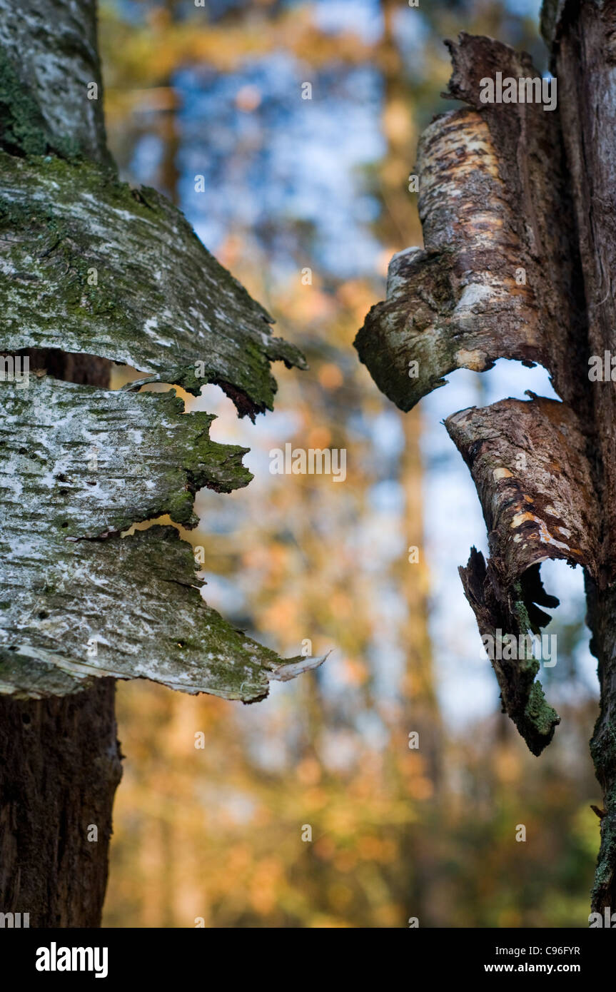 Detail des Rumpfes und der Rinde eines alten Baumes Stockfoto