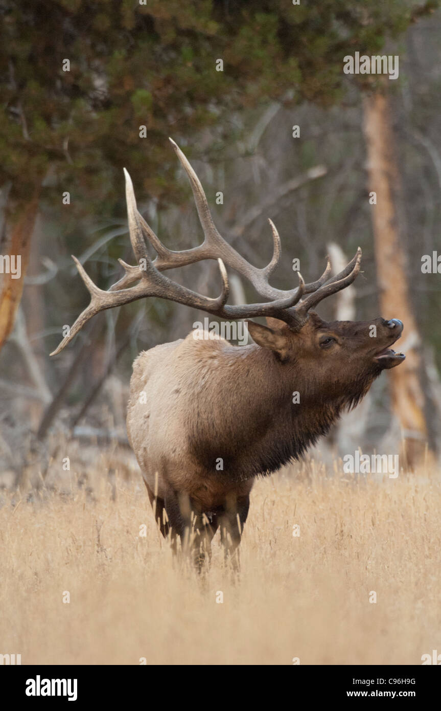 USA, Wyoming, Yellowstone-Nationalpark, männliche Elche hallten. Stockfoto