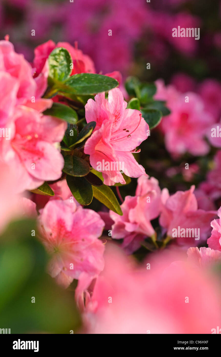Indische Azalee (Rhododendron simsii 'Nanny') Stockfoto
