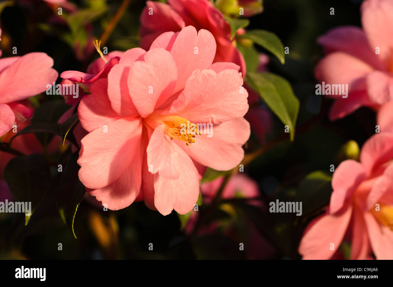 Japanische Kamelie (Camellia japonica 'Barbara Clark') Stockfoto
