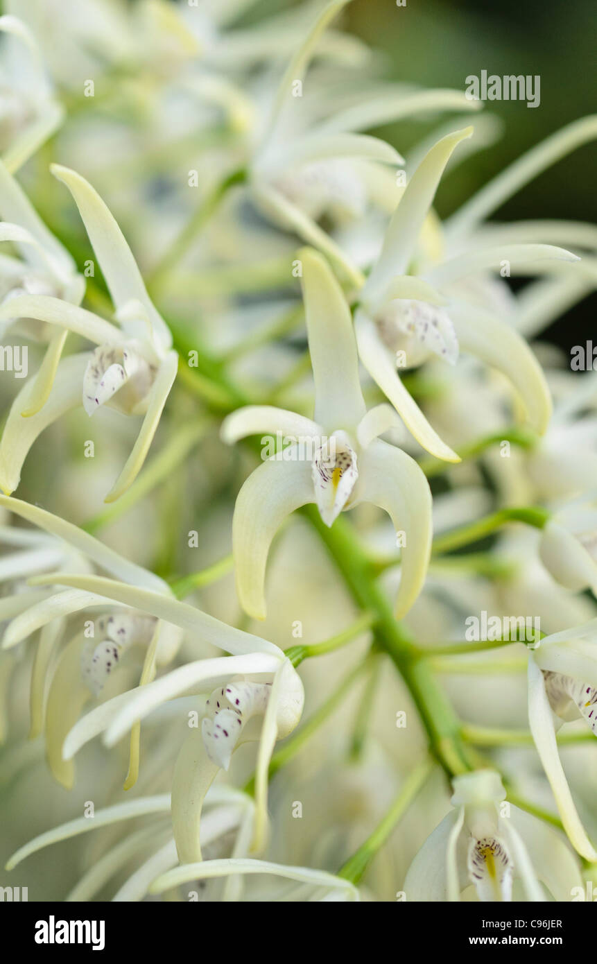 Hervorragende dendrobium (Dendrobium speciosum) Stockfoto