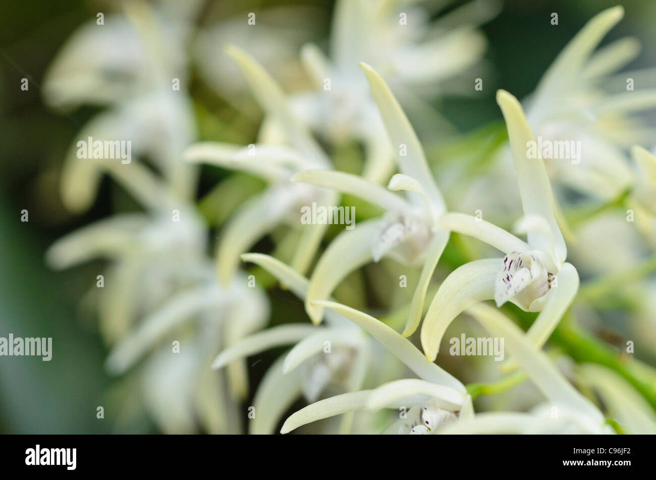 Hervorragende dendrobium (Dendrobium speciosum) Stockfoto