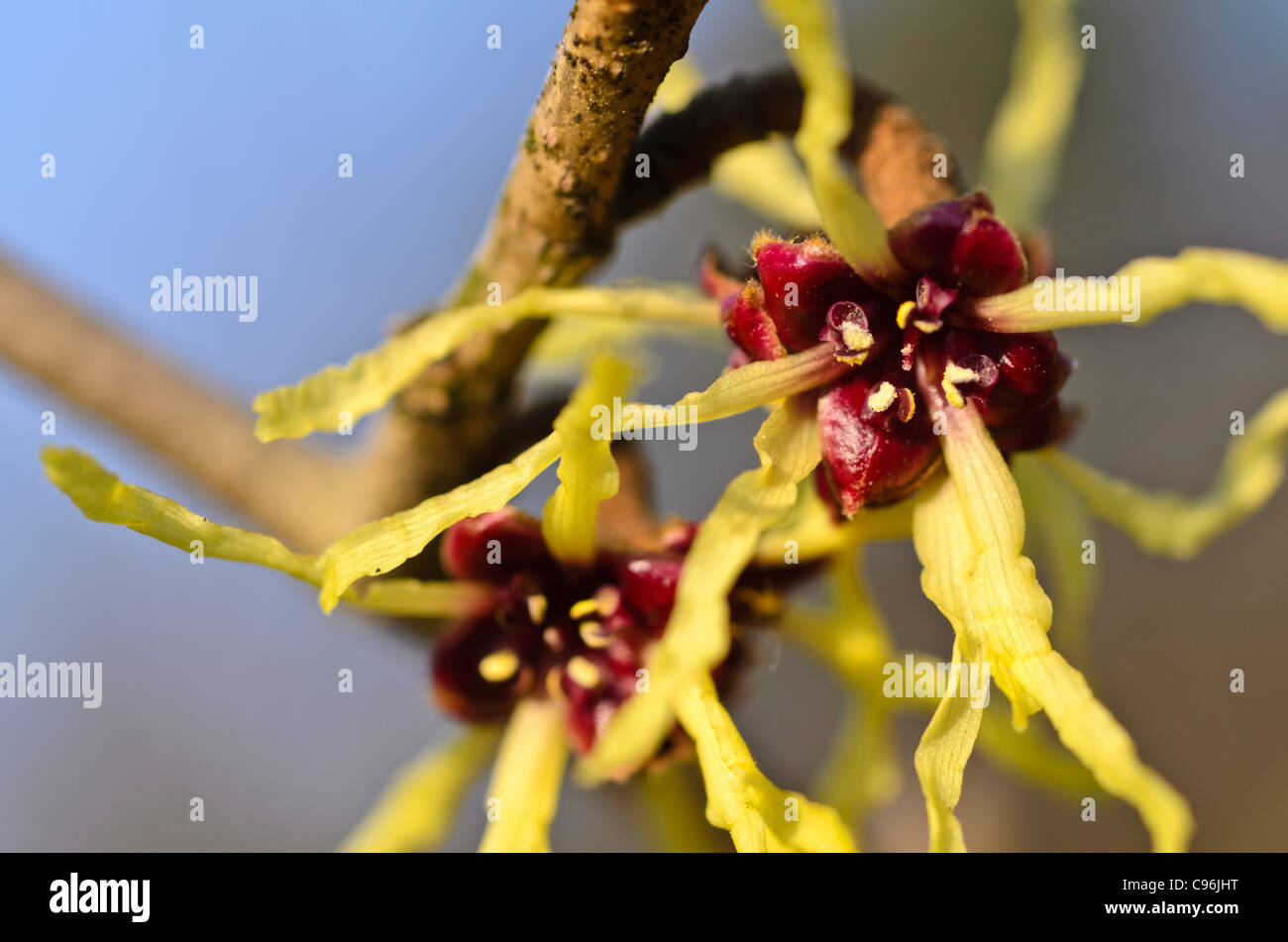 Japanische Zaubernuss (hamamelis japonica) Stockfoto