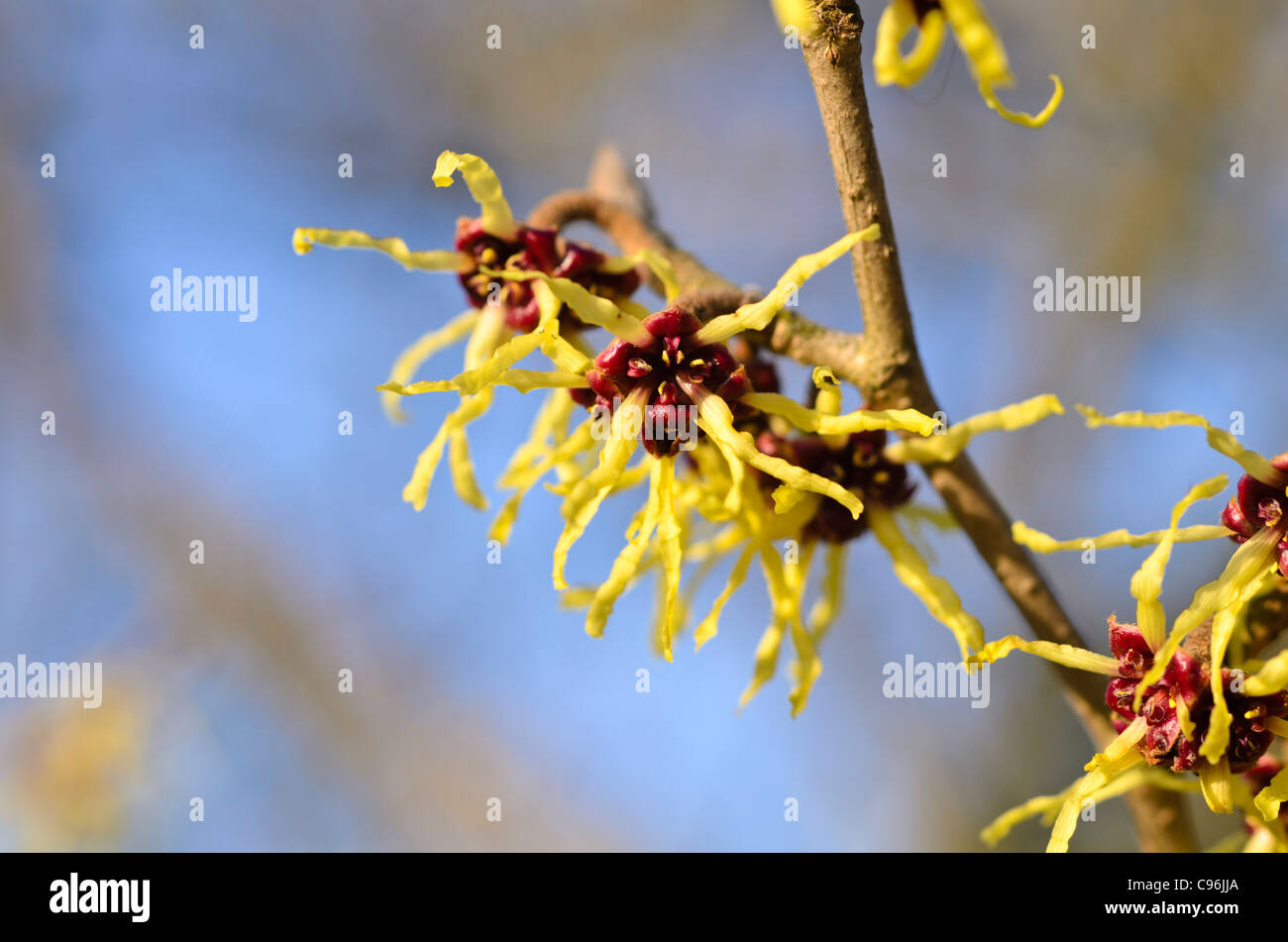 Japanische Zaubernuss (hamamelis japonica) Stockfoto