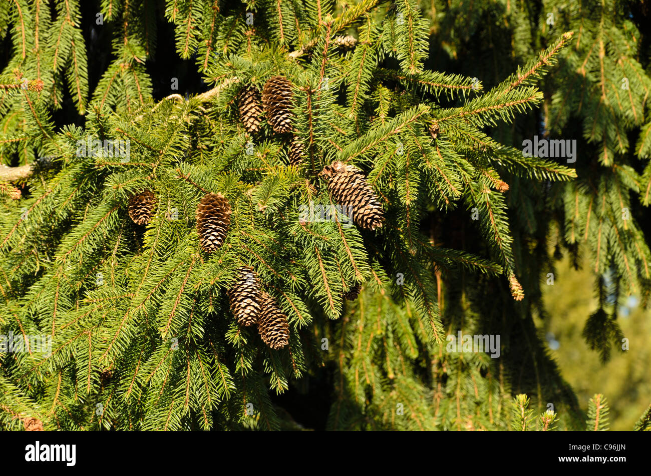 Gemeinsame Fichte (Picea abies 'acrocona') Stockfoto
