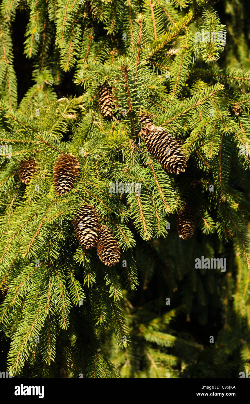 Gemeinsame Fichte (Picea abies 'acrocona') Stockfoto