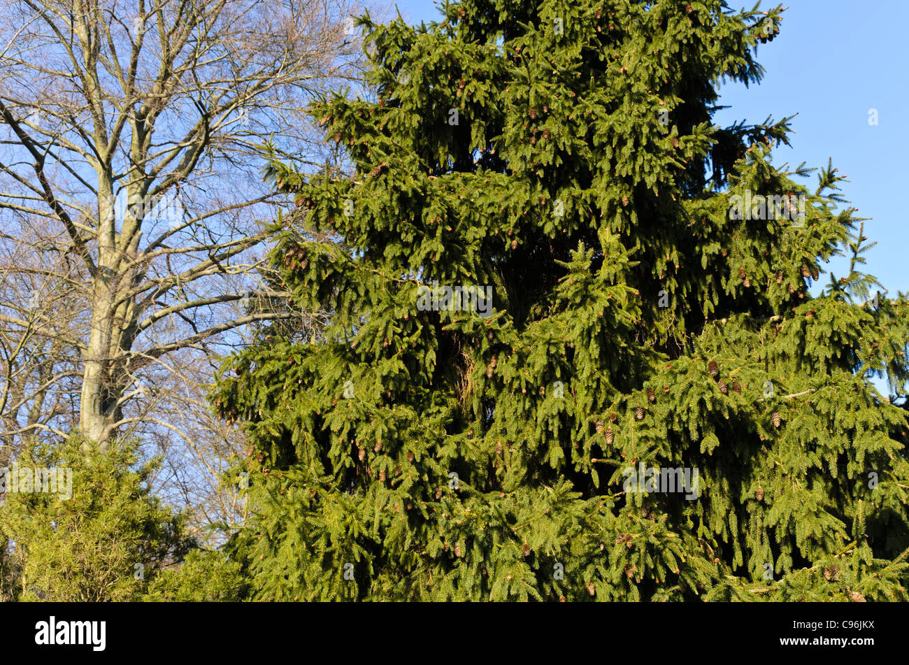 Gemeinsame Fichte (Picea abies 'acrocona') Stockfoto