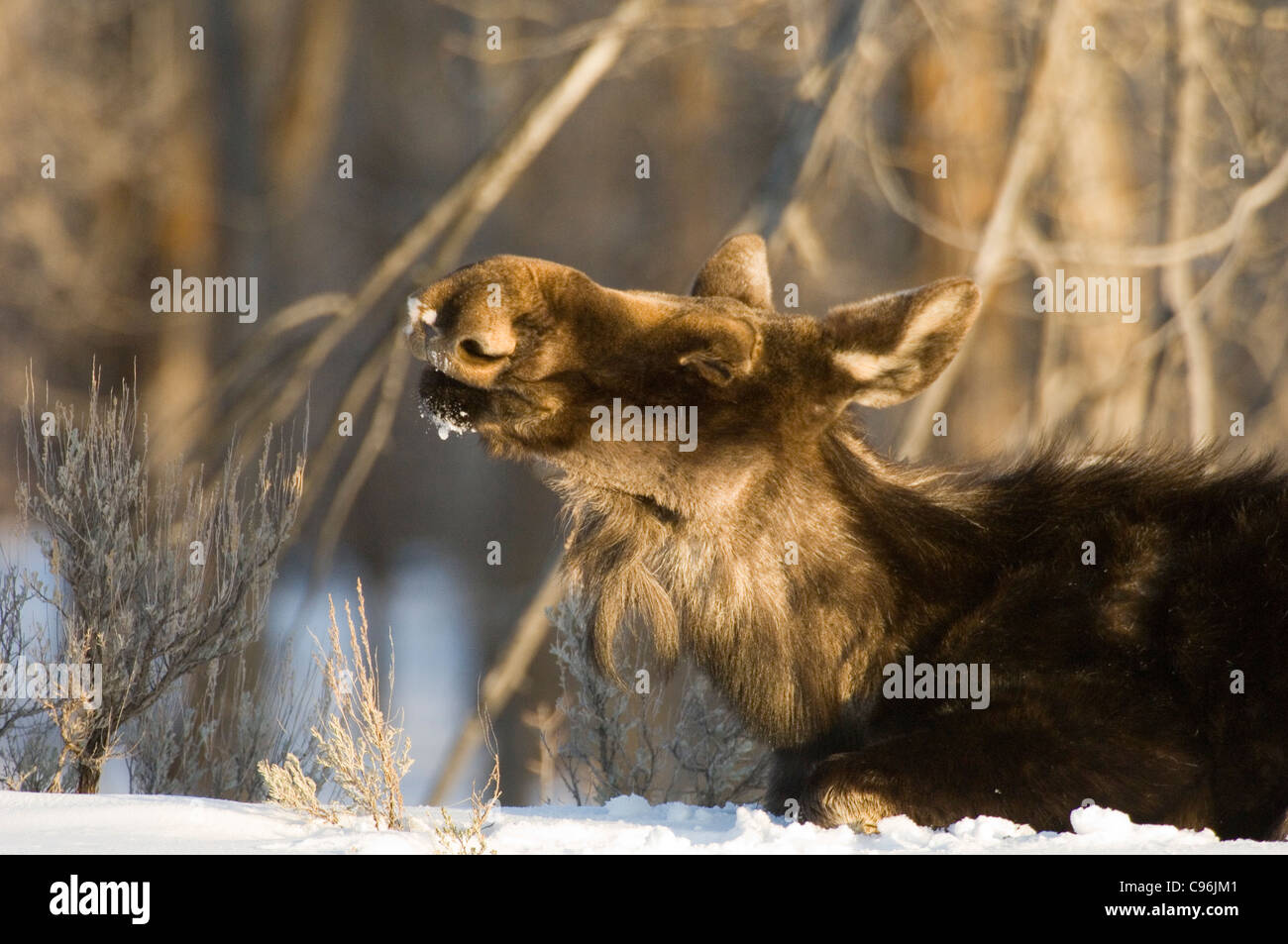 USA, Jackson Hole, Wyoming weibliche Elche. Stockfoto