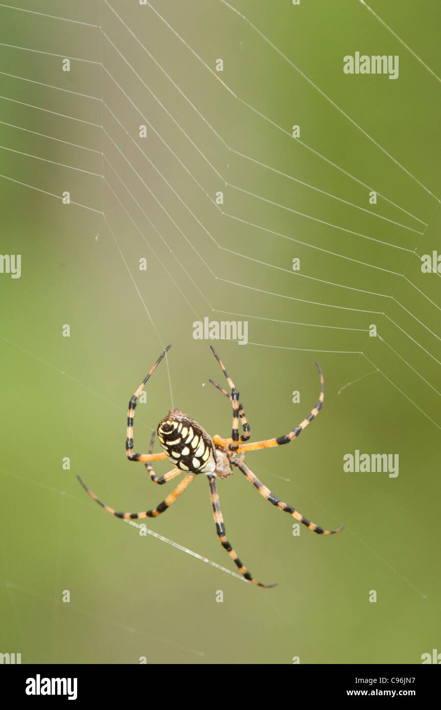 USA, Florida, Korkenzieher Heiligtum, Arigope Spinnen Spinnennetz. Stockfoto