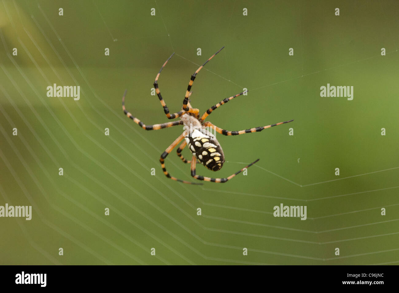 USA, Florida, Korkenzieher Heiligtum, Arigope Spinnen Spinnennetz. Stockfoto