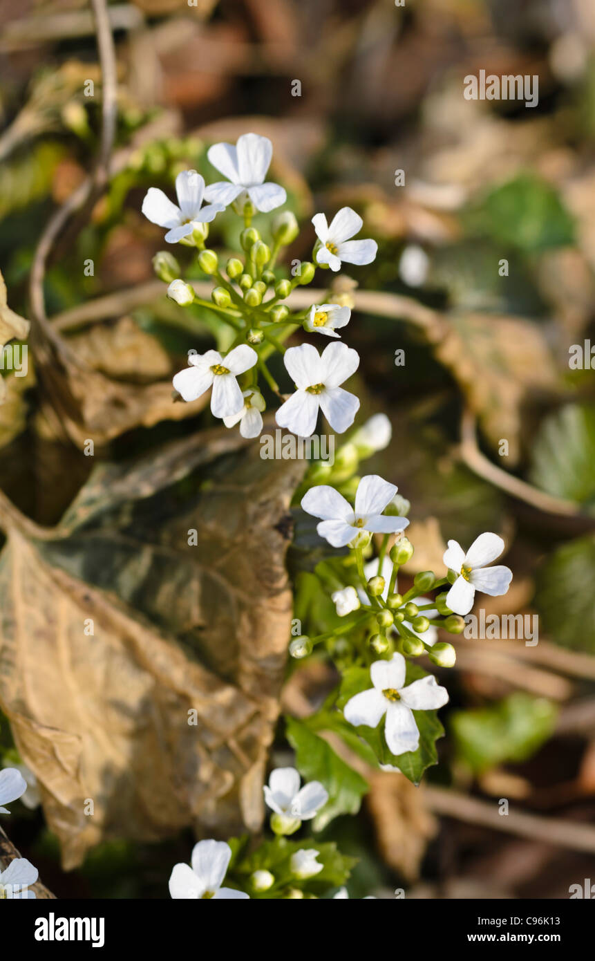 Pachyphragma macrophylla Stockfoto