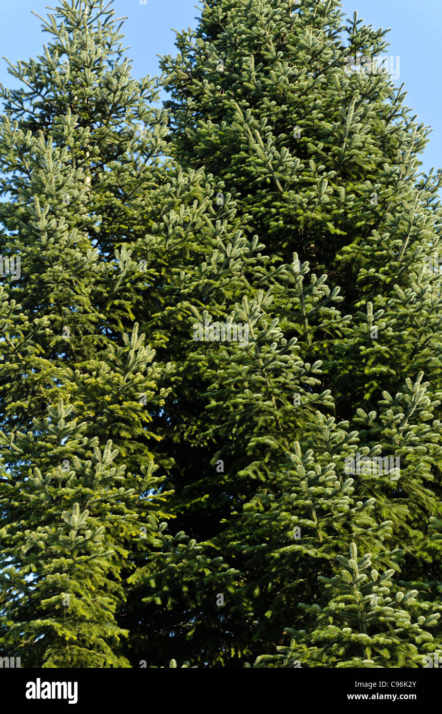 Trojan FIR (Abies nordmanniana subsp. Equi-trojani) Stockfoto