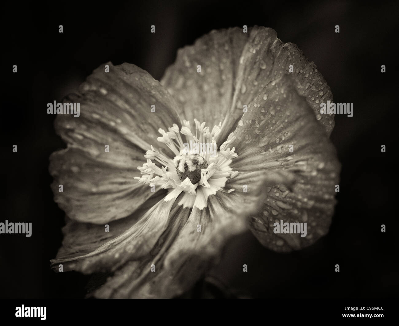 Nahaufnahme von Mohnblume nach Regen. Oregon Stockfoto