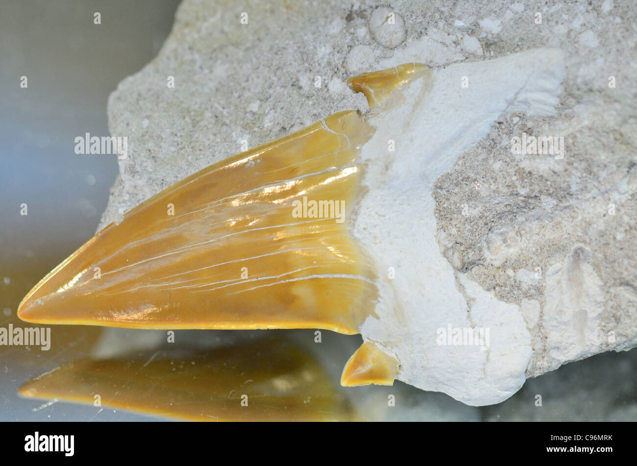 Fossiler Haizahn in Gesteinsmatrix. Stockfoto