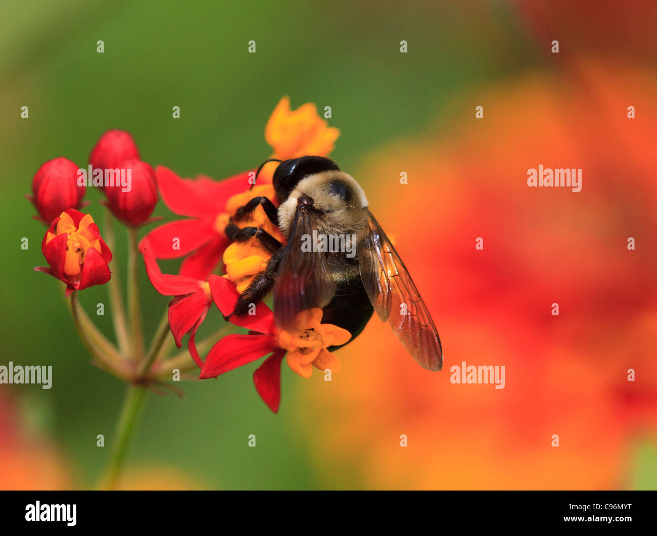 Hummel auf Blume (Bombus sp.) Stockfoto