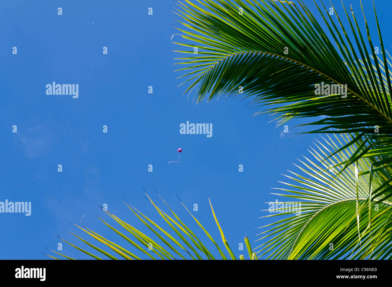 Große rosa und weißes Quadrat geformte Ballon hoch im Himmel mit Kanten einer Wolke und Kokospalme in Nordthailand Stockfoto