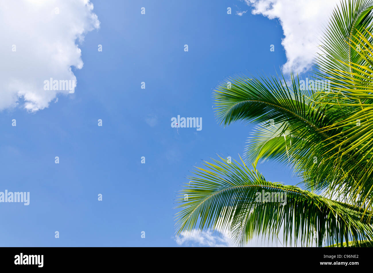Große rosa und weißes Quadrat geformte Ballon hoch im Himmel mit Kanten einer Wolke und Kokospalme in Nordthailand Stockfoto