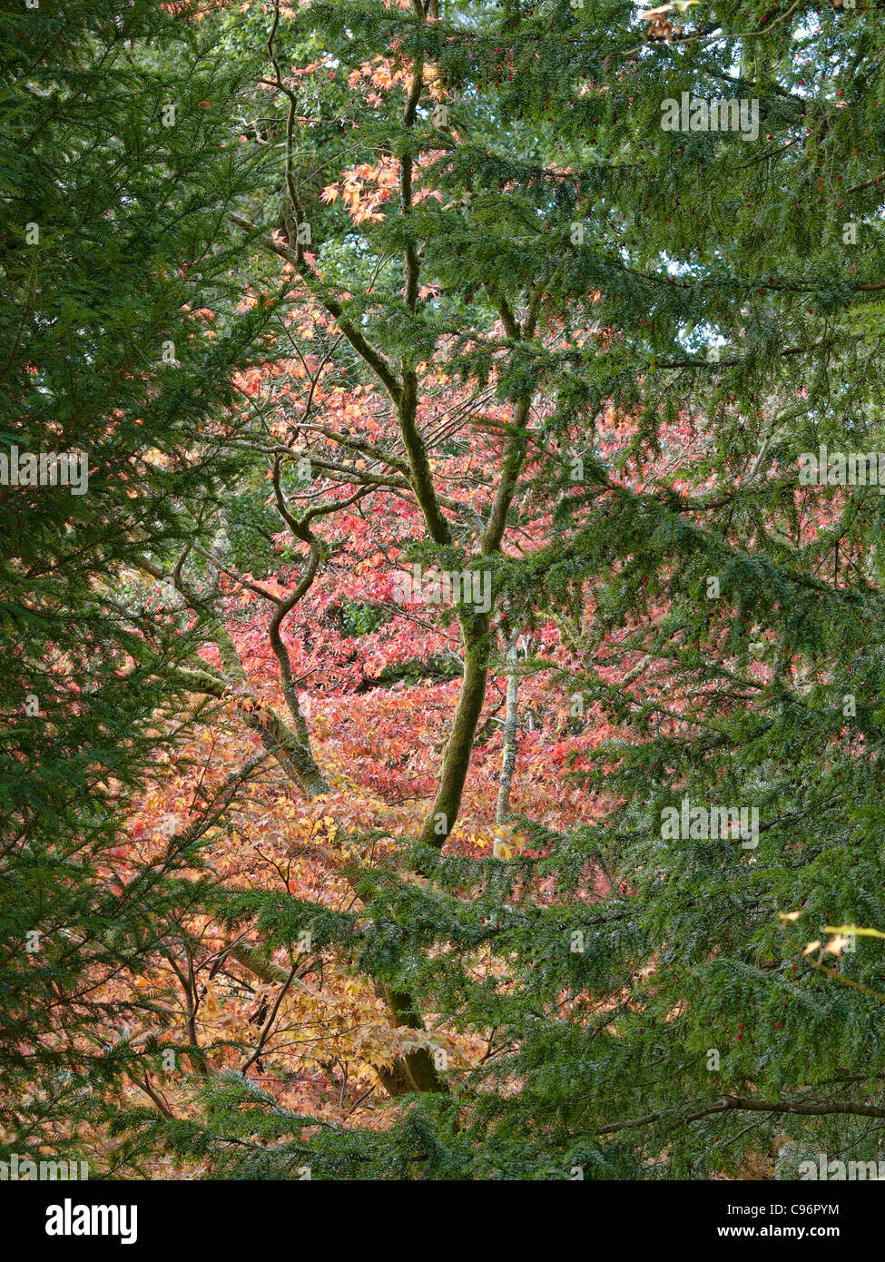 Rot Acer Baum durch einen grünen Baum gesehen.  Gute digitale Textur Stockfoto