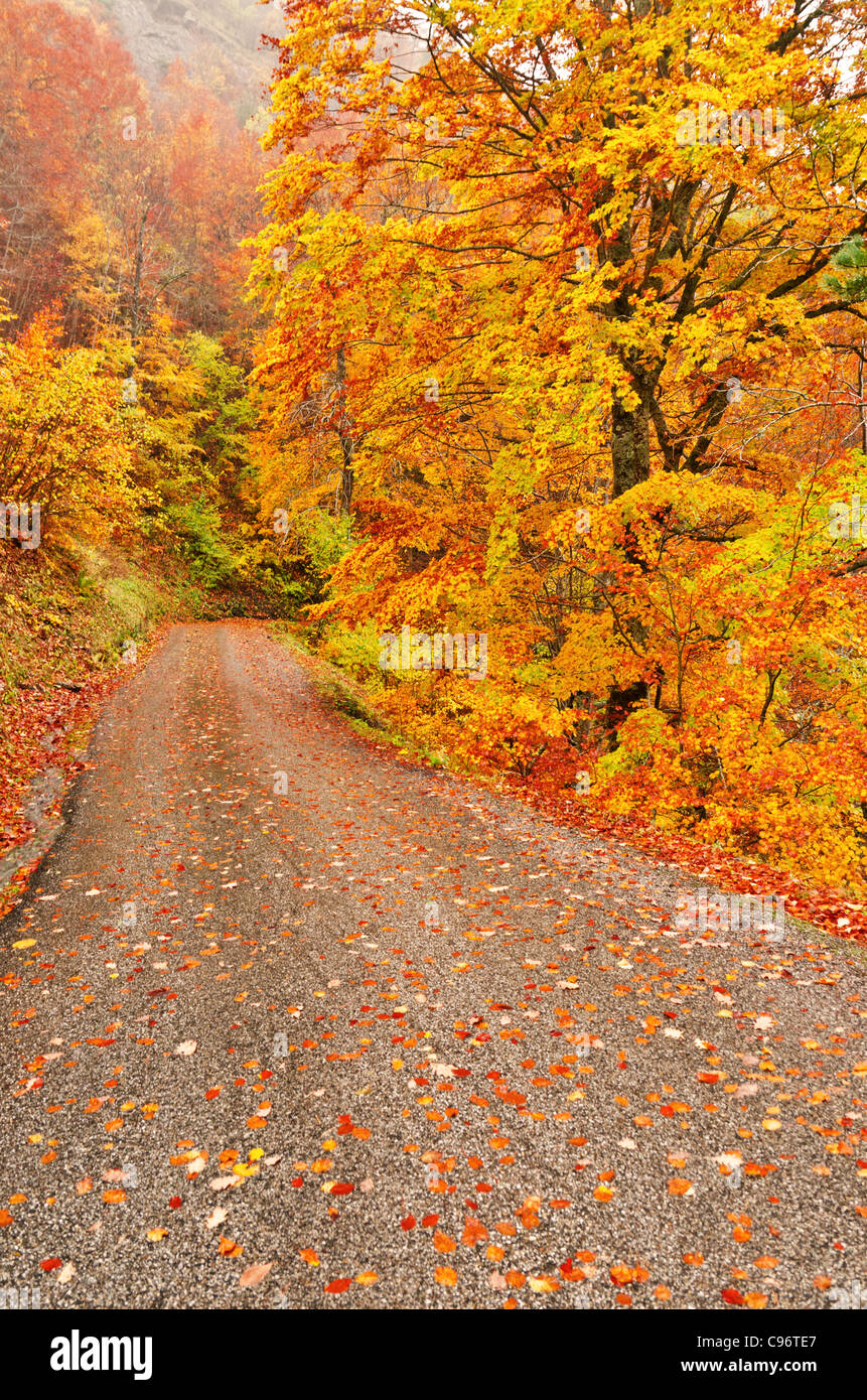Herbst-Szene von Straße mit Laub unter den Bäumen Stockfoto