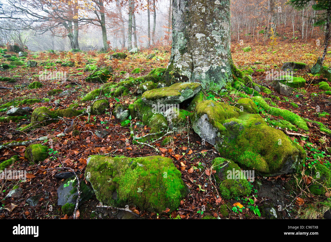 Wald Boden Vordergrund mit bemoosten Buche Wurzeln und Felsen Stockfoto