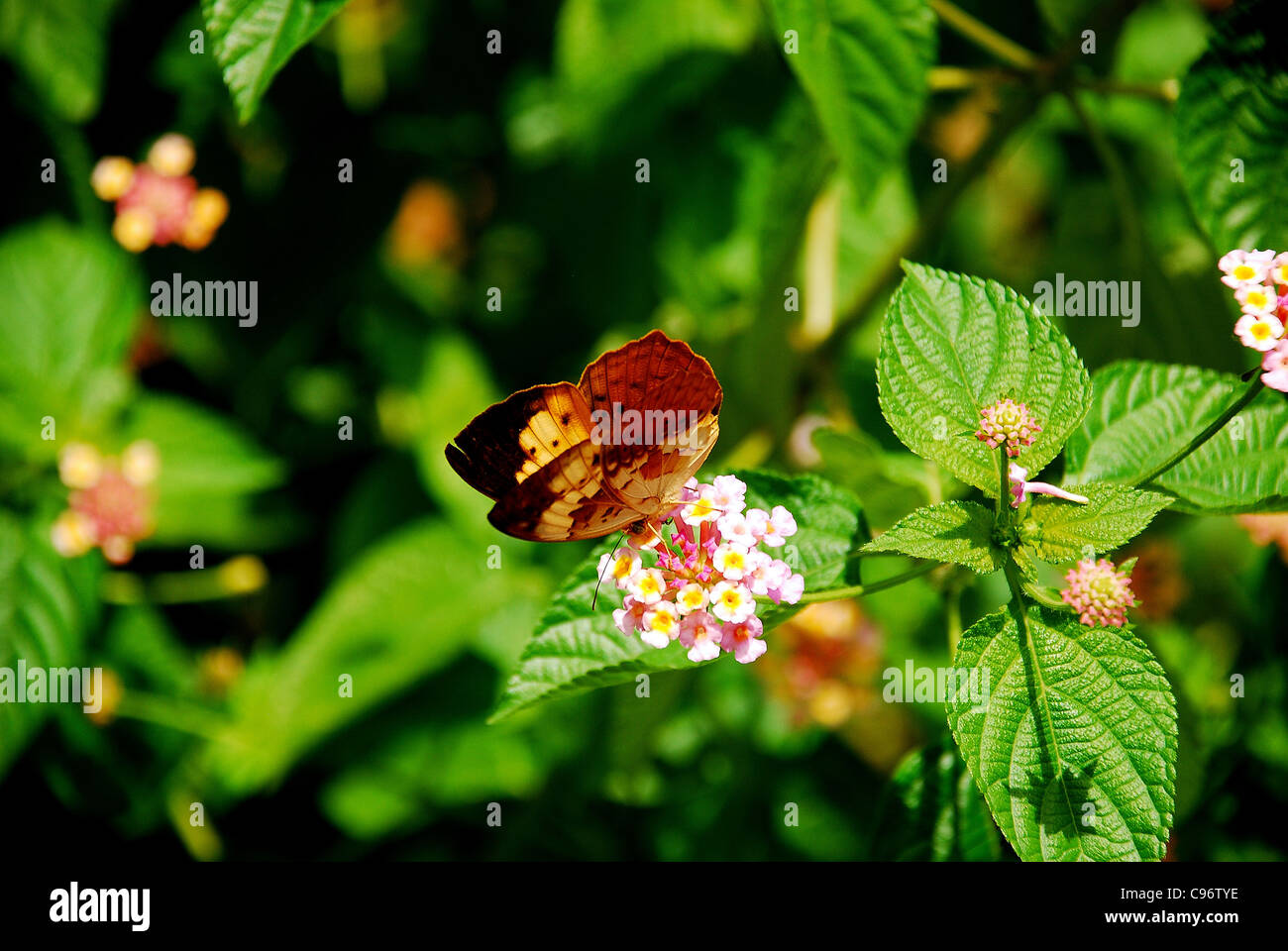 Wilder Schmetterling auf Blume Stockfoto