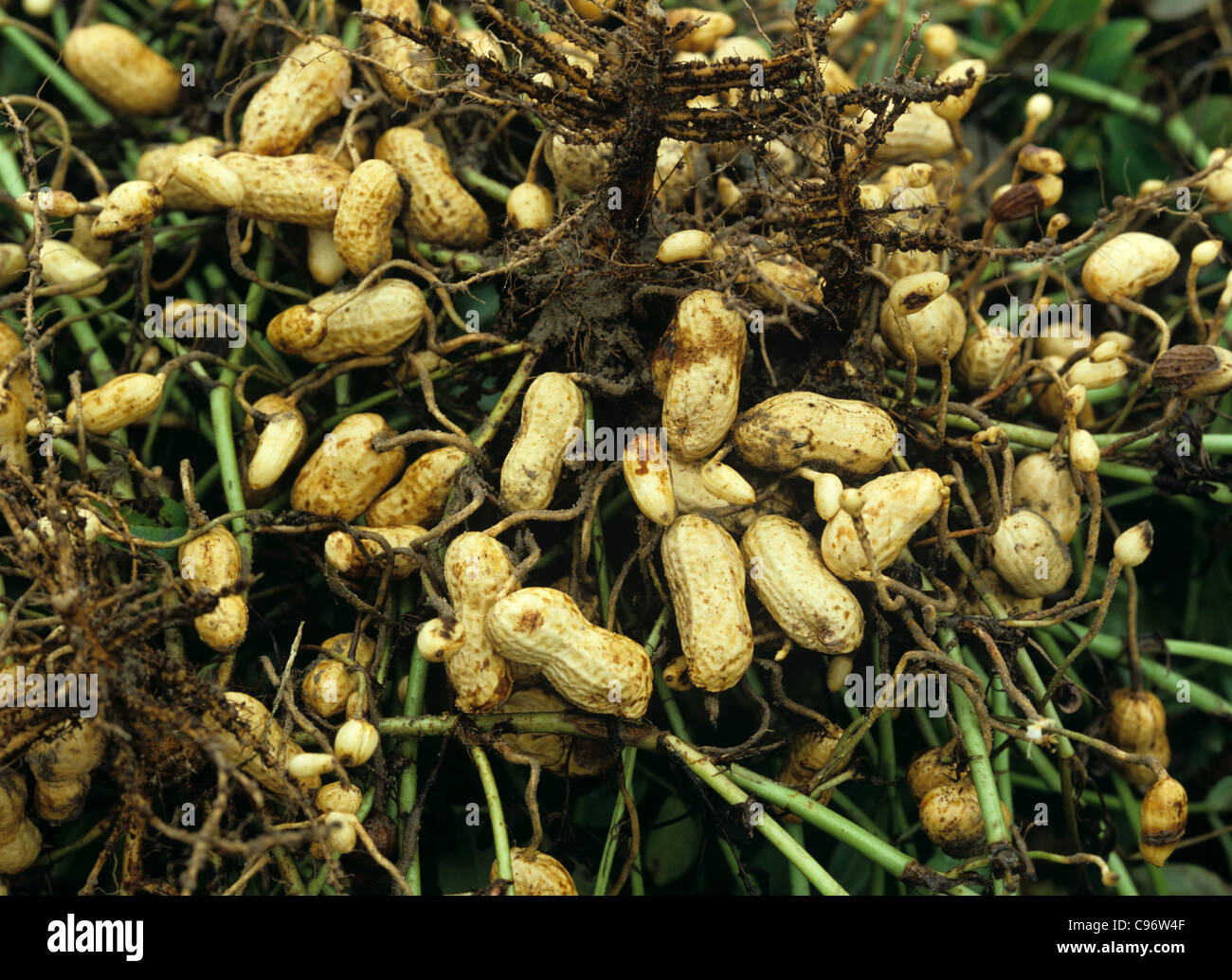 Umgedrehten Erdnuss Ernte für Ernte mit Nüssen oder Erdnüssen ausgesetzt, North Carolina, USA Stockfoto