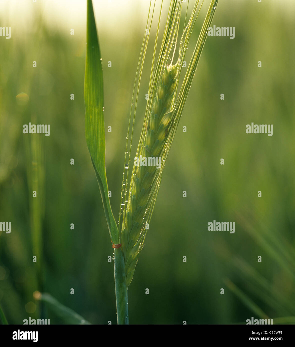 Am frühen Morgen Hintergrundbeleuchtung junge Gerste Ohr mit Tau-Tropfen Stockfoto