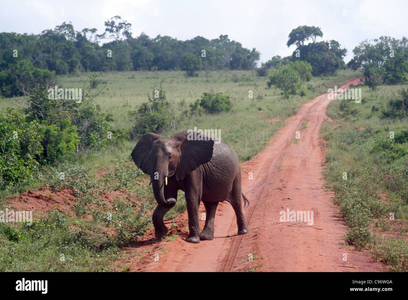 Junger Elefant Kalb (Loxodonta Africana) im Shimba Hills National Park, Kenia, Ostafrika Stockfoto