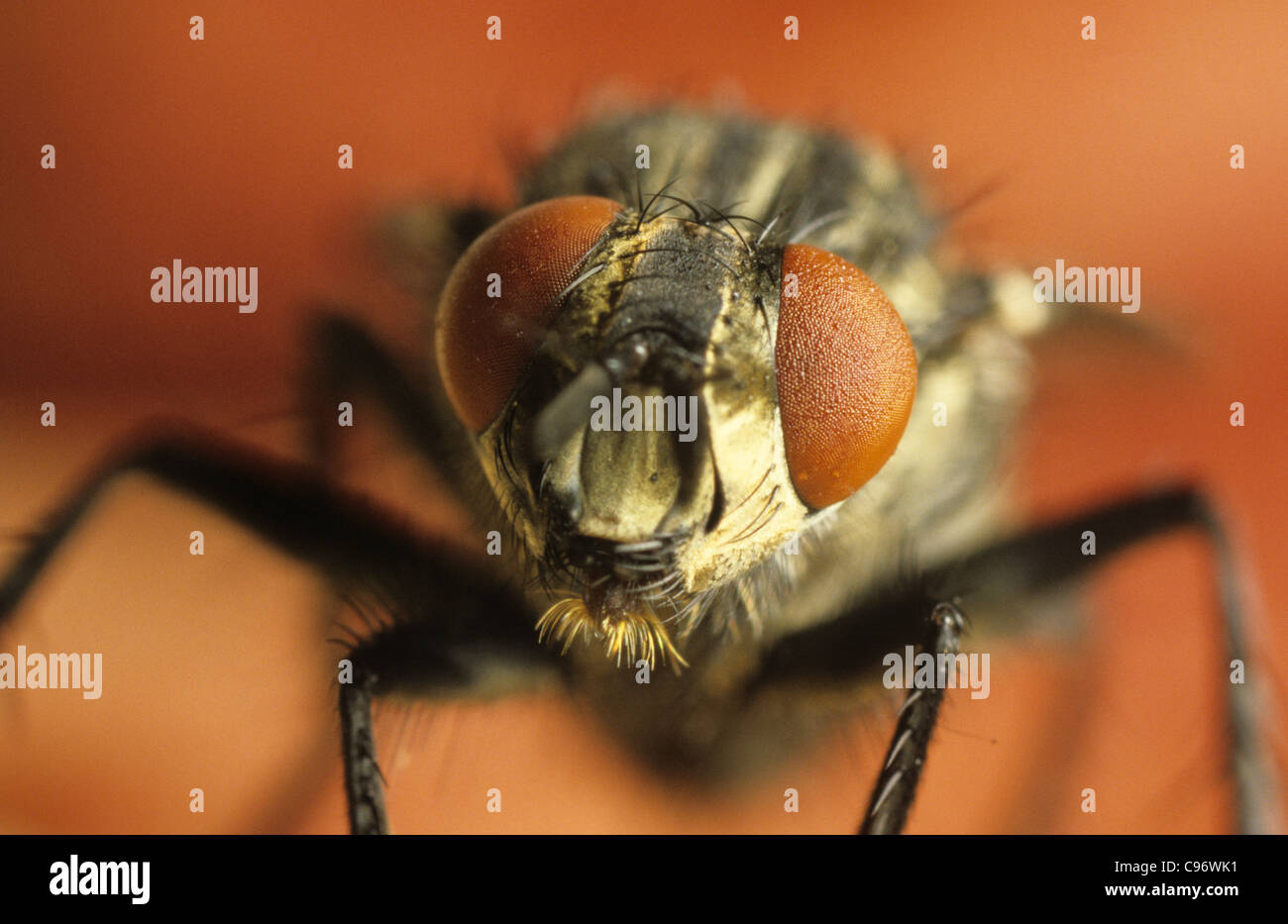 Kopf eines gemeinsamen Hauses fliegen (Musca Domestica) mit Facettenaugen Stockfoto