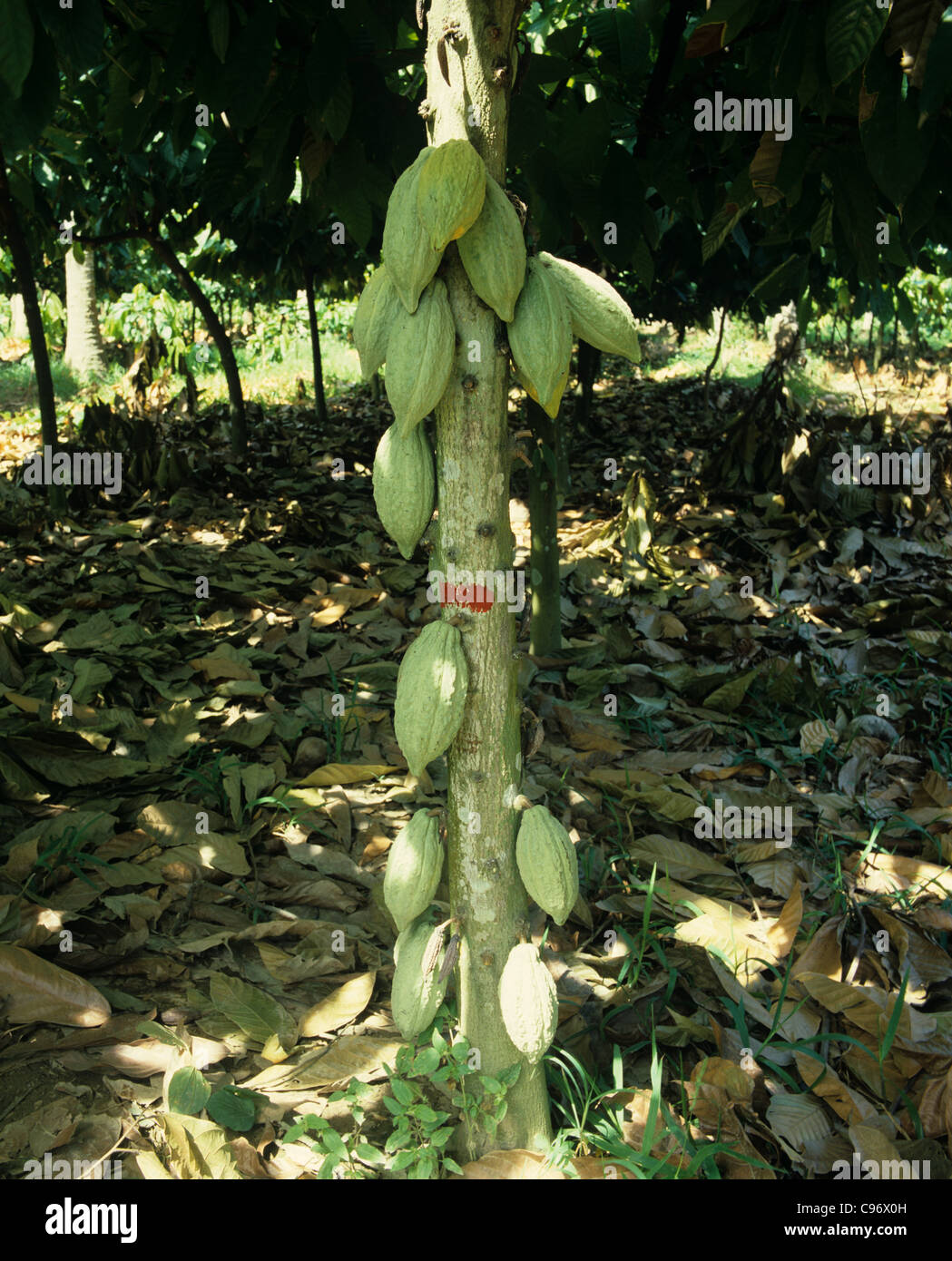 Reifen Kakaofrüchte am Stamm einer alten Plantage Busch, Philippinen Stockfoto